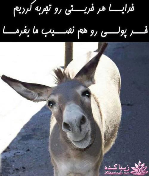 جـــــــــــــکـــــــ     جــــــــــالــــــــب