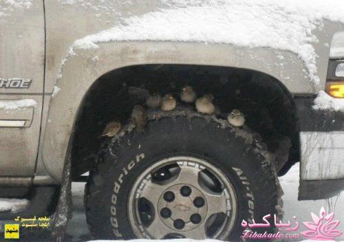 عکس های جالب