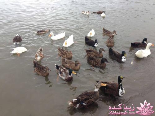 .:آلبوم عکسهای خودگرفته ما:.