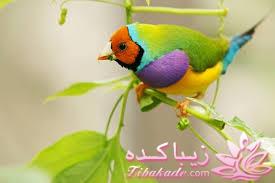 پرندگان زیبا