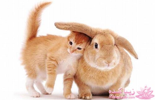 عکسهای جالب جدید از دنیای حیوانات