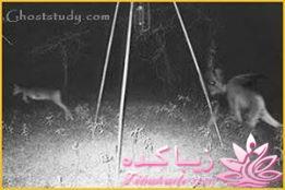 کلبه ی وحشت کیامی خوان بترسن