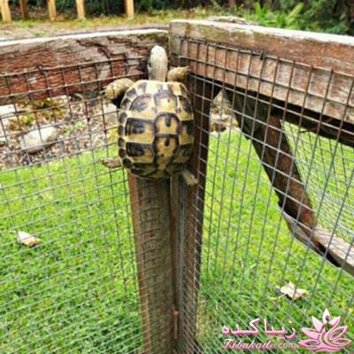 فنگ شویی(Feng Shui)