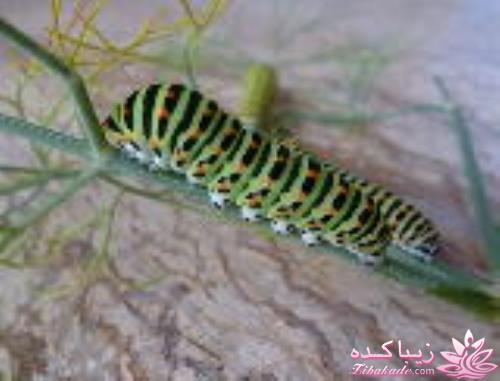 عکـــــــــــــــــس های گرفته شده در سفـــــــر