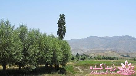 .:آلبوم عکسهای خودگرفته ما:.
