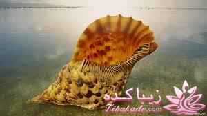 دنیای زیر آب