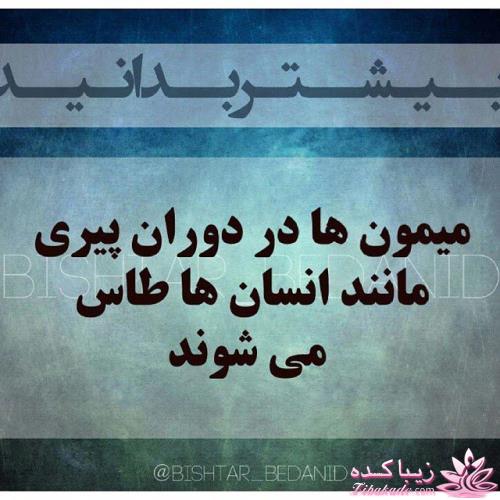 بیشتر بدانید