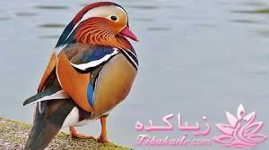 پرندگان زیبا