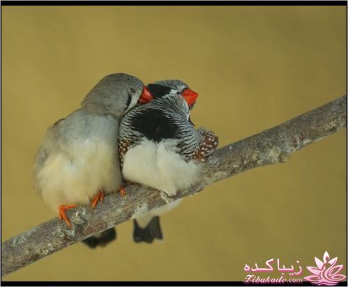 پرندگان زیبا