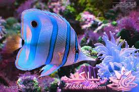 دنیای زیر آب