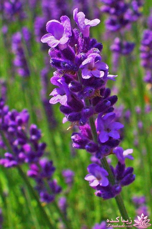 محصولات ارگانیک و گیاهی پوست و مو دلون - بادی باتر - بادی میست