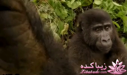 ۸ تا از بهترین و جالبترین عکس های سلفی سال ٢٠١٥