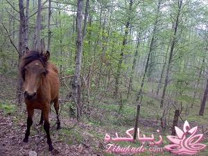 عکـــــــــــــــــس های گرفته شده در سفـــــــر