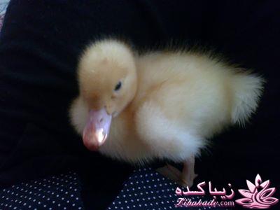 .:آلبوم عکسهای خودگرفته ما:.