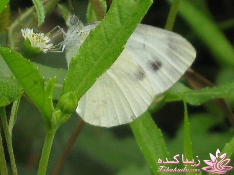 .:آلبوم عکسهای خودگرفته ما:.