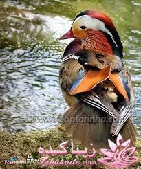 پرندگان زیبا