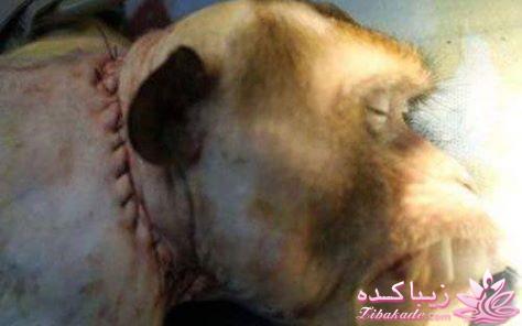 نخستین پیوند موفقیت آمیز سر میمون+عکس