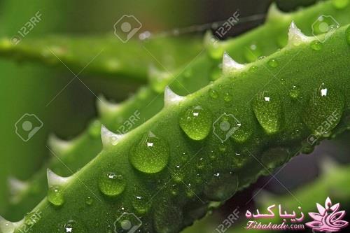 گیاهان آپارتمانی 