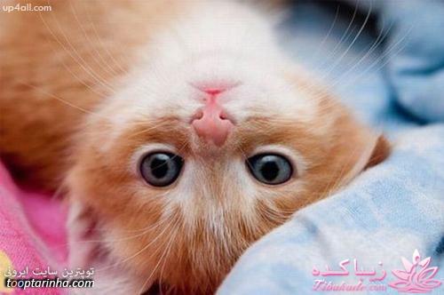 جـــــــــــــکـــــــ     جــــــــــالــــــــب