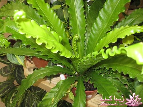 گیاهان آپارتمانی 