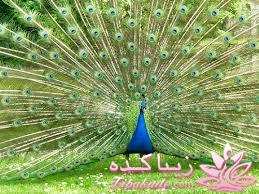 پرندگان زیبا