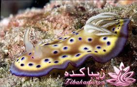 دنیای زیر آب