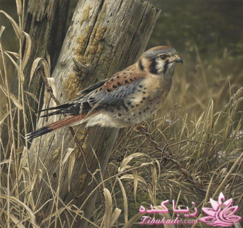 هنر آرامبخش نقاشی...