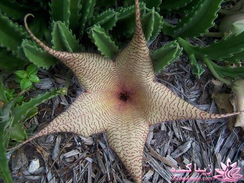 گیاهان آپارتمانی 