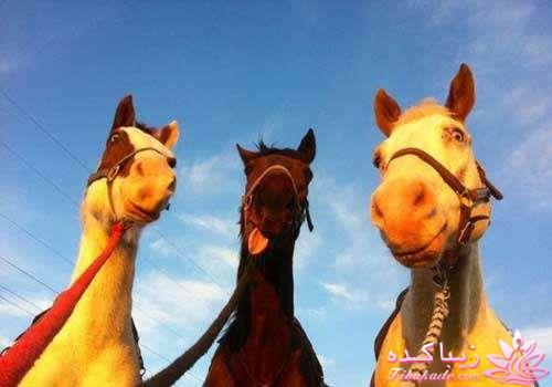 مجله سرگرمی زیباکده