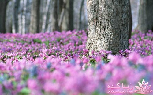 سخنان ارزشمند
