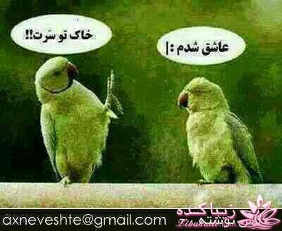 جـــــــــــــکـــــــ     جــــــــــالــــــــب