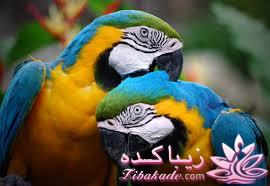 پرندگان زیبا