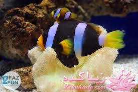 دنیای زیر آب