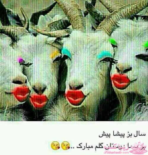 جـــــــــــــکـــــــ     جــــــــــالــــــــب