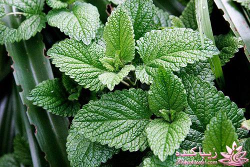 مراقب سلامتی خود باشید