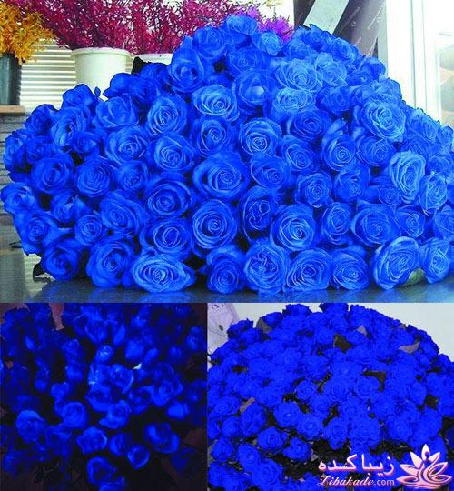 چه گلهايي را مشناسيم؟ 