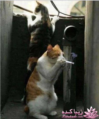 جـــــــــــــکـــــــ     جــــــــــالــــــــب