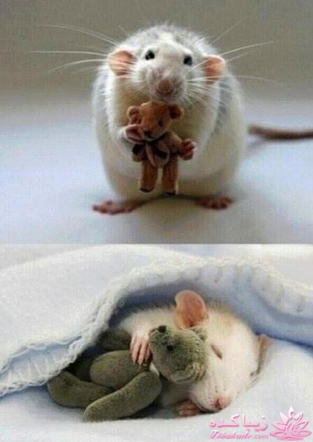 عکس های جالب