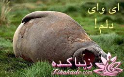 جـــــــــــــکـــــــ     جــــــــــالــــــــب