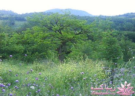 عکـــــــــــــــــس های گرفته شده در سفـــــــر