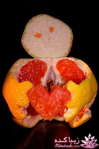 مجله سرگرمی زیباکده