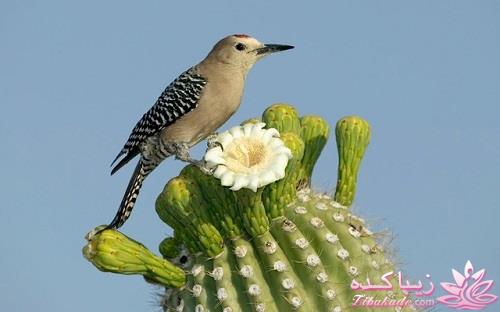 گیاهان آپارتمانی 