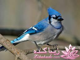 پرندگان زیبا