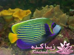 دنیای زیر آب