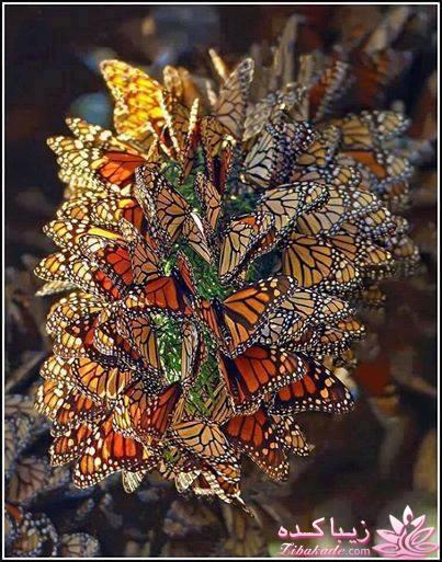 عکس های جالب