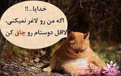 جـــــــــــــکـــــــ     جــــــــــالــــــــب