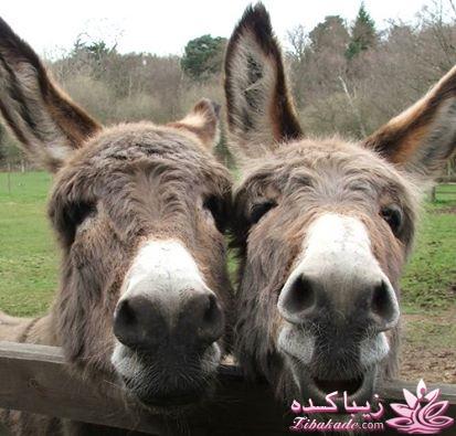 قاطی پاطی..........تاتی تاتی