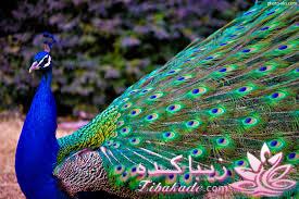 پرندگان زیبا