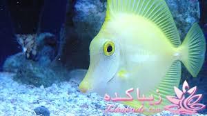 دنیای زیر آب