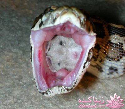 آخرین نگاه به زندگی